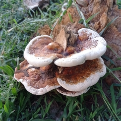 Ganoderma applanatum