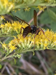 Polistes fuscatus