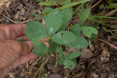 Sophoreae