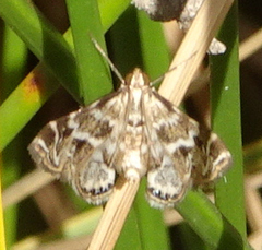 Acentropinae