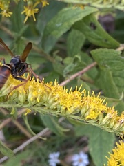Polistes fuscatus