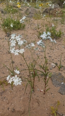 Zephyra elegans