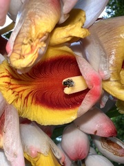 Tetragonula carbonaria