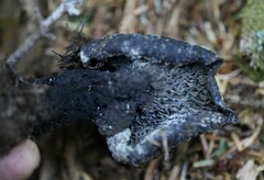 Asterophora lycoperdoides