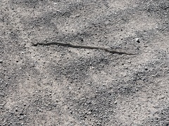 Pituophis catenifer deserticola