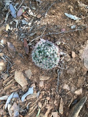Mammillaria grahamii