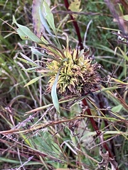 Rhopalomyia capitata