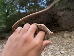 Gerrhonotus infernalis