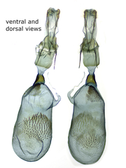 Eupithecia albicapitata