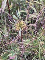 Rhopalomyia capitata