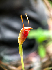 Pterostylis erecta