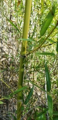 Phyllostachys aureosulcata