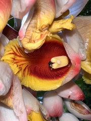 Tetragonula carbonaria
