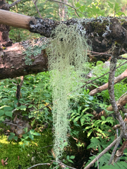 Usnea dasopoga