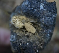 Asterophora lycoperdoides