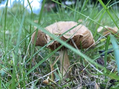 Agrocybe putaminum