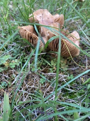 Agrocybe putaminum