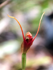 Pterostylis erecta