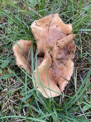 Agrocybe putaminum