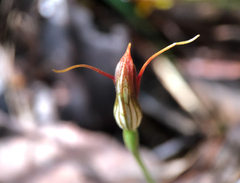 Pterostylis erecta
