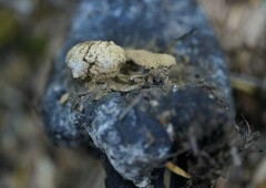 Asterophora lycoperdoides