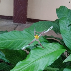 Argiope versicolor
