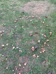 Agrocybe putaminum