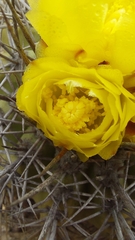 Copiapoa echinoides