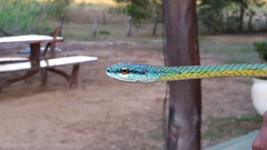 Leptophis ahaetulla marginatus