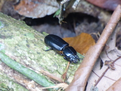 Odontotaenius