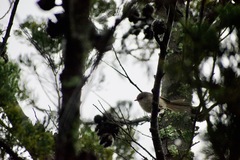 Malurus