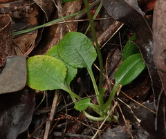 Pterostylis erecta