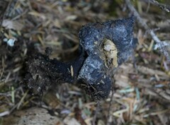 Asterophora lycoperdoides