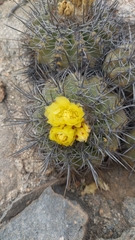 Copiapoa echinoides
