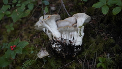 Bondarzewia occidentalis