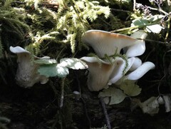 Pleurotus pulmonarius