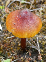Hygrocybe singeri