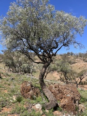 Acacia papyrocarpa