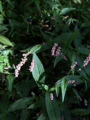 Persicaria longiseta