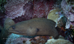 Gymnothorax miliaris