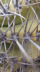 Copiapoa echinoides
