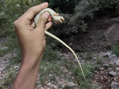 Gerrhonotus infernalis