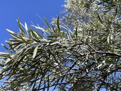 Acacia papyrocarpa