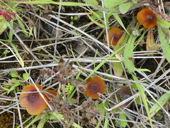 Hygrocybe singeri