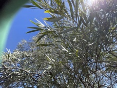 Acacia papyrocarpa