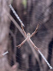 Argiope keyserlingi