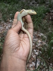 Gerrhonotus infernalis