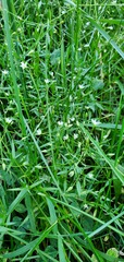 Stellaria longifolia