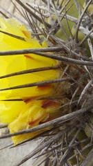 Copiapoa echinoides