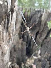 Argiope keyserlingi